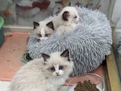 -糯米喵星人总部直营旗舰店·猫舍·幼猫出售