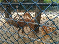 -大连森林动物园