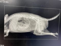 -瑞派·关忠动物医院·异宠专科·犬猫肿瘤·皮肤专科(望京店)