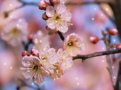 -梅花山(明孝陵内)