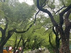 -安亭老街