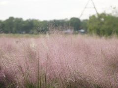 -艾溪湖湿地公园