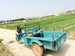 带客车-小鱼草莓采摘园农家乐·小鱼餐厅