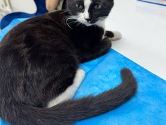 -喜多萌中农锦绣动物医院24H·猫科·牙科MRI·CT