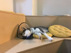 -Husky Go! 哈士奇体验馆·宠物咖啡厅狗咖