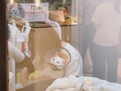 -babydoll猫舍·米努特·德文·缅因(久光中心店)