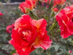 -徐家汇源景区-衡山公园