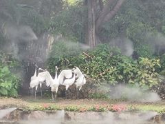 -广州长隆飞鸟乐园