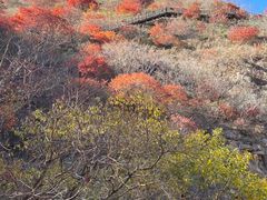 -黄花溪
