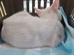 -芭比堂动物医院·24小时·眼科中心(深圳中心)