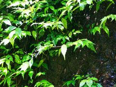 -梁野山景区
