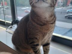 -安安宠物医院(情缘分院)