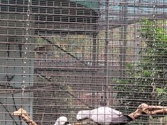 -九龙公园