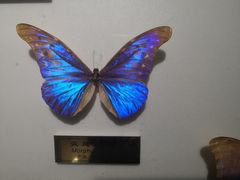 -上海昆虫博物馆