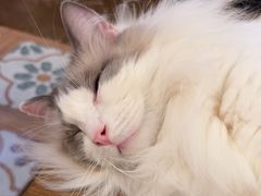 -猫猫幼稚园·撸猫·桌游·电玩