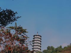 -深圳国际园林花卉博览园