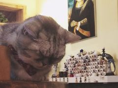 -猫色咖啡·猫咖