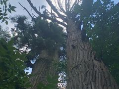 -天目山大树王景区