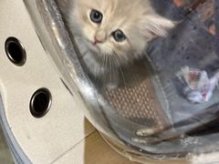 -欣宠猫屋·矮脚拿破仑·蓝金金渐层