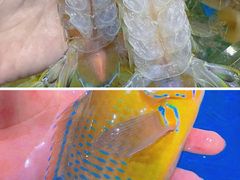 -四川小胡子海鲜(丁村万人海鲜广场店)