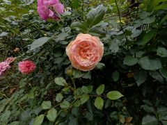 -人民公园(罗湖区)