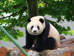 -卧龙中华大熊猫苑神树坪基地