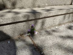 -棒棰岛宾馆景区