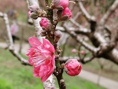 -桃花涧