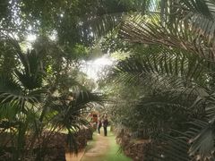 -呀路古热带植物园