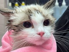 -FAELING PETS美天灵宠物(富力广场店)