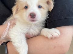 -翊宠yipet猫狗购宠庄园犬舍•猫舍