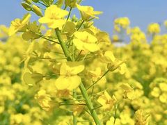 -西京湾花海