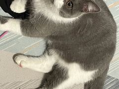 -艾吉宠物医院·疑难杂症转诊中心·猫友好(碧江路院)