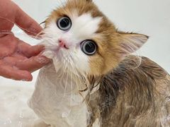 -momokira米努特·德文卷毛猫·棉花面纱犬