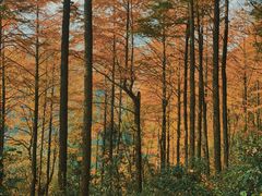 -莫干山风景区
