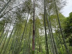 -东明山森林公园