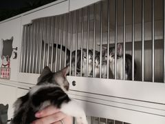 -东方名猫馆·英短金渐层布偶猫舍(环线广场1号楼店)