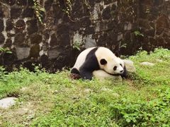 -都江堰中华大熊猫苑