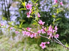 -桃花岛景观公园