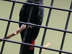 -新加坡飞禽公园
