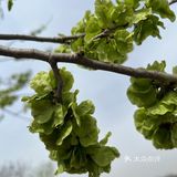 乡愁┇榆钱窝窝头🌱🌱🌱