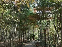 -杭州半山国家森林公园