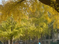 -三里屯东五街银杏大道
