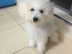 -宠伴小精灵宠物店(鼓楼店)