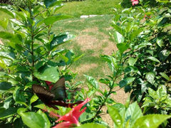 android_upload_pic-中旅阿那亚九龙湖·公主酒店
