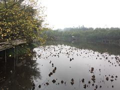 -老木棉·匠园