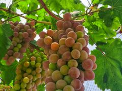 -金谷域澳洲庄园