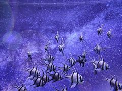 -芜湖新华联大白鲸海洋公园