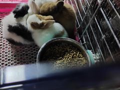 -中环花鸟鱼虫市场