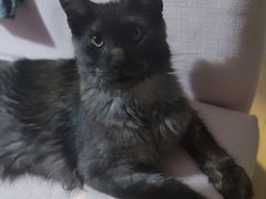 -伟伟宠物医院·CT影像中心·瑞派犬猫综合性门诊(汉口总院)